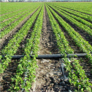 PE pipe in drip Irrigation System